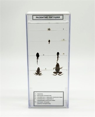Влажный препарат Развитие лягушки k07JbPL1g4WmjprX-CWXM1