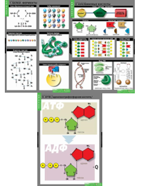 Учебный альбом «Химия клетки» 01846