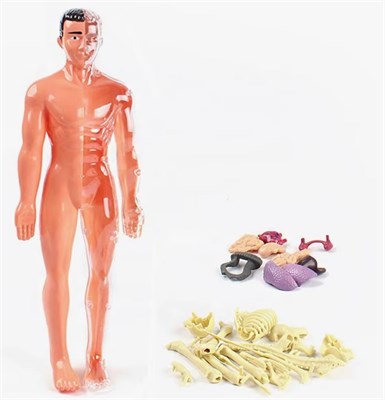 Набор для опытов «Строение тела» 0283096600140