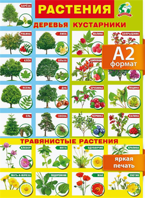 Настенный плакат для детей растения окружающий мир 0283095607