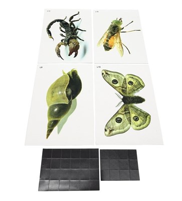 Модель-аппликация Многообразие беспозвоночных 0283096599726