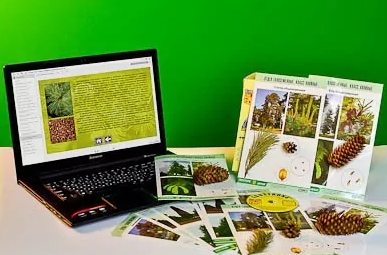 Коллекция натурально-интерактивная "Голосеменные растения" 0283095052