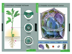 Учебный альбом «Вещества растений. Клеточное строение» 01847