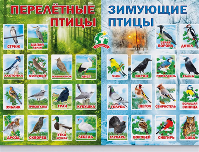 Обучающий плакат Птицы на стену в школу и детский сад YcqUqclHhkSEHVlEzYS7k0