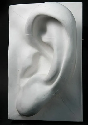 Гипсовая модель "Ухо" 026012
