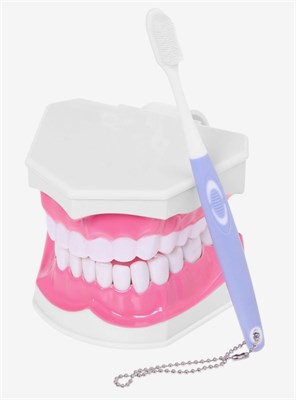 Набор для опытов «Анатомия», челюсть человека 0283096600151