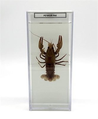 Влажный препарат Речной рак 0283096599686