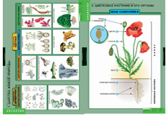 Учебный альбом «Общее знакомство с цветковыми растениями» 01848