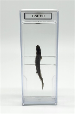 Влажный препарат Тритон RsCIzg0RhR4utq5axVXzj3