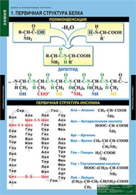 Белки и нуклеиновые кислоты (Комплект таблиц 8 шт. Химия) 2-080-490 OiTN2L1yhVcbcc67azfbT1