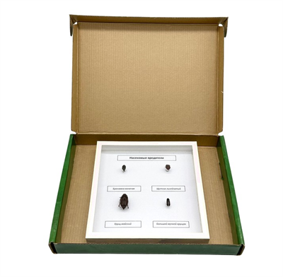 Коллекция Насекомые вредители DZ0h9QSMghnBkH6EG5FuU2