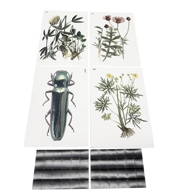 Модель-аппликация Основные направления эволюции 0283096599734