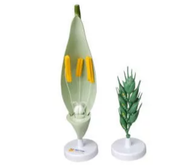 Модель цветка пшеницы 0283095088