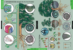 Учебный альбом «Растение – живой организм» 01849