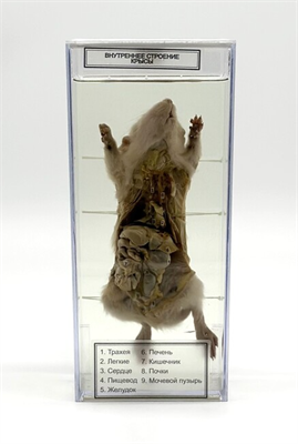 Влажный препарат Внутреннее строение крысы UNuATXXRg7thAANP3HHrC3