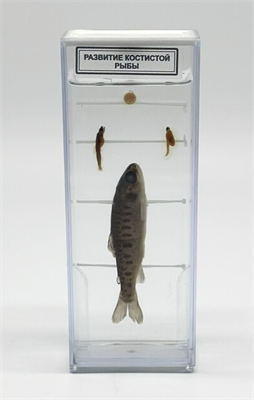 Влажный препарат Развитие костистой рыбы zmNHPxLphhg1d8JwSCIDb1