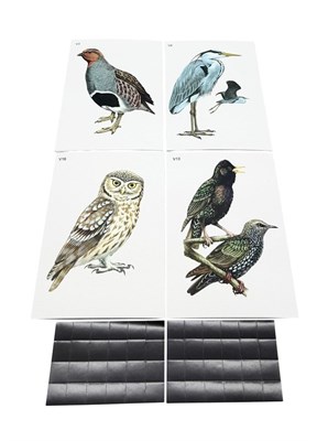 Модель-аппликация Многообразие хордовых. Птицы (высшие) 0283096599728