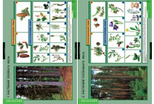Учебный альбом «Растения и окружающая среда» 01850