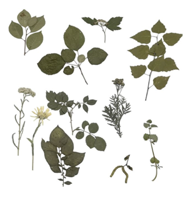 Комплект гербариев демонстрационный (10 видов) M-Qd0OT5gXyziRq0uRWzs2