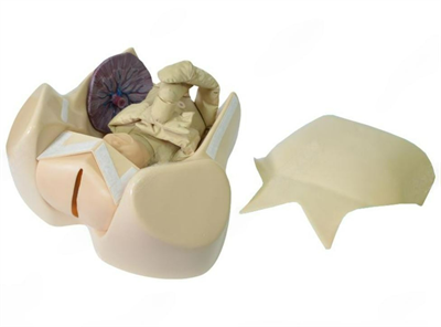 Акушерский тренажер для отработки навыков по родовспоможению и демонстрации биомеханизма родов 0281814