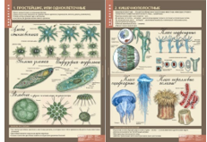 Учебный альбом «7 кл. Животные» 01852