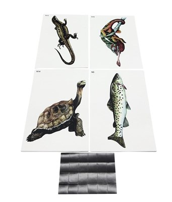 Модель-аппликация Многообразие хордовых. Рыбы, земноводные и пресмыкающиеся (низшие) 0283096599729