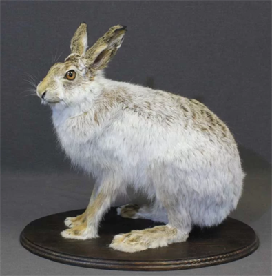 Чучело зайца cqdkk4gOgDa3P4RHGqkEd2