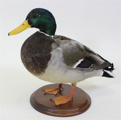Чучело утки кряквы, настольная подставка Ji1VgKFdhIK0rgveYMvfJ3