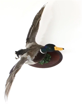 Чучело кряквы в полёте 6WxDk2MKjneauWGMk9jh00