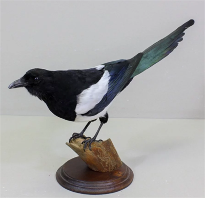 Чучело сороки на деревянной поставке TB4IsP-1gpHtALUWvfSNx3