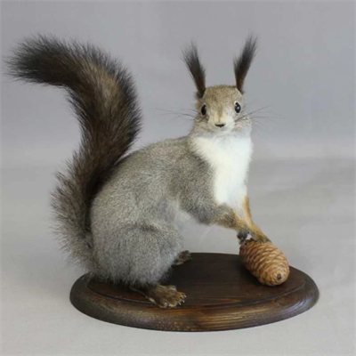 Чучело белки с шишкой Ln6CqzXNgVglX7C4Cjq0b2