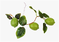 Ветка муляжей 