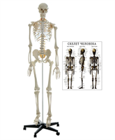 Модель человеческого скелета в натуральную величину 176 см. Анатомическая кость с держателем 027062