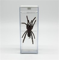 Влажный препарат Паук LHHARkPUi8GvLFr-vFrA42