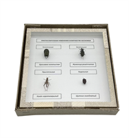 Коллекция Приспособительные изменения в конечностях насекомых plAA504oj7B2hY75ZPP0J0