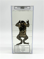 Влажный препарат Внутреннее строение лягушки p8wId0QHixH8zUq4TCG1q0