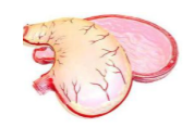 Модель желудка в разрезе 01869