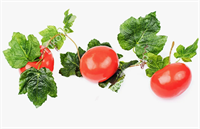 Ветка муляжей 