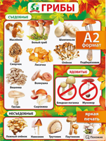 Настенный плакат для детей растения окружающий мир 0xJS1zoeiCBXME6uLbY1U0