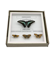 Коллекция Семейства бабочек L6Nh85z5gO5E0ZRxxXURt1