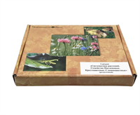 Гербарий Систематика растений. Семейство Пасленовые. Крестоцветные. Сложноцветные (раздаточный) qroYadhZjnBh7uToTb2RL0