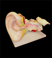 Модель уха joX8tiaIjeAFZ0k5eCrML1