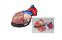 Модель сердца в разрезе 01871