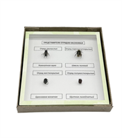 Коллекция Представители отрядов насекомых 8uW6hwR-gLqy-qFccoOxa2