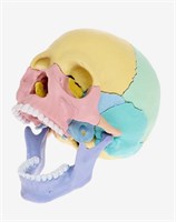 Набор для опытов «Череп человека» 0283096600147
