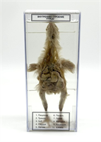 Влажный препарат Внутреннее строение птицы NYnZxxKMgF8uEx6SS4aYH1