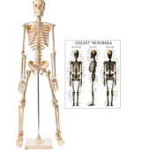 Модель скелета 01857