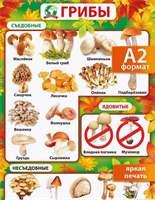 Настенный плакат для детей растения окружающий мир 0283095606