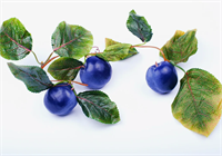 Ветка муляжей 