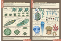 Учебный альбом «7 кл. Животные» (2) 02830688